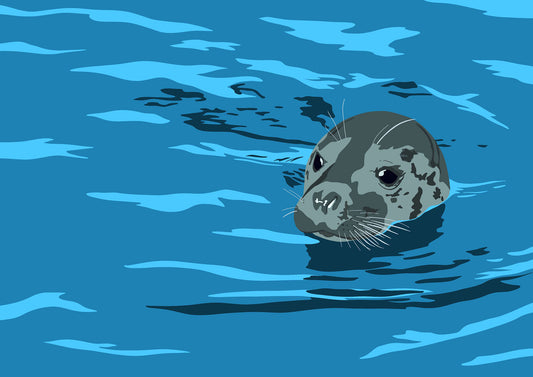 Swimming Grey Seal Print